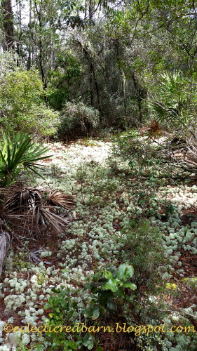 Ocala National Forest - hiking