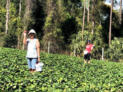 Picking Strawberries and Sunflowers. Share NOW. #strawberries, #sunflowers #eclecticredbarn