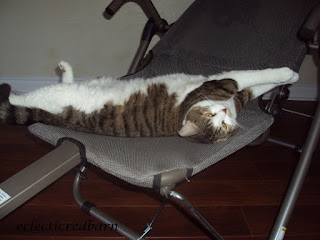 Claire sleeping on exerciser, cat