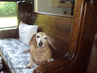 Marina sitting next on church pew, doxie, dachshund