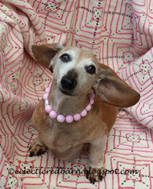 Tan short hair dachschund