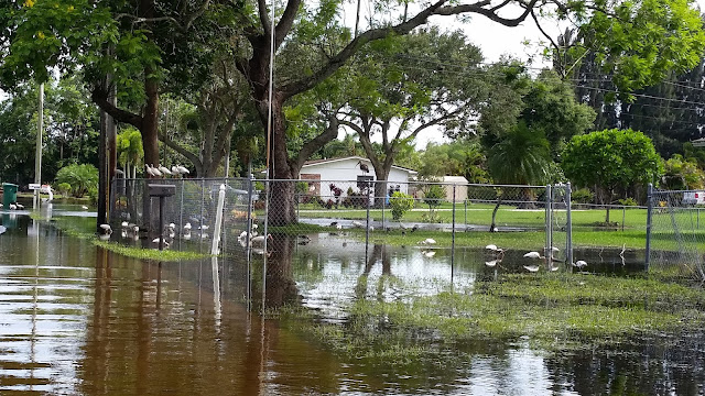 Eclectic Red Barn: Birds in the yard