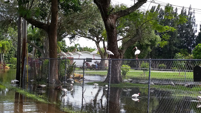 Eclectic Red Barn: Birds on the fence