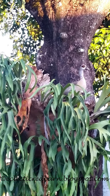 Eclectic Red Barn: Duck nesting in stag horn fern