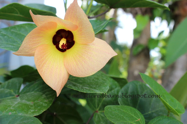 Eclectic Red Fall: Blooming Fall Flowers