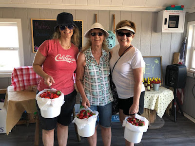 Picking Strawberries and Sunflowers. Share NOW. #strawberries, #sunflowers #eclecticredbarn