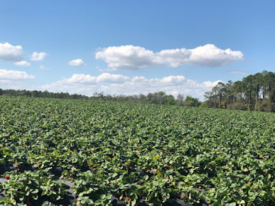 Picking Strawberries and Sunflowers. Share NOW. #strawberries, #sunflowers #eclecticredbarn