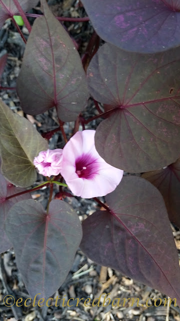 Blooming Sweet Potato Vines. Share NOW. #plants #bloomingplants #vines #eclecticredbarn