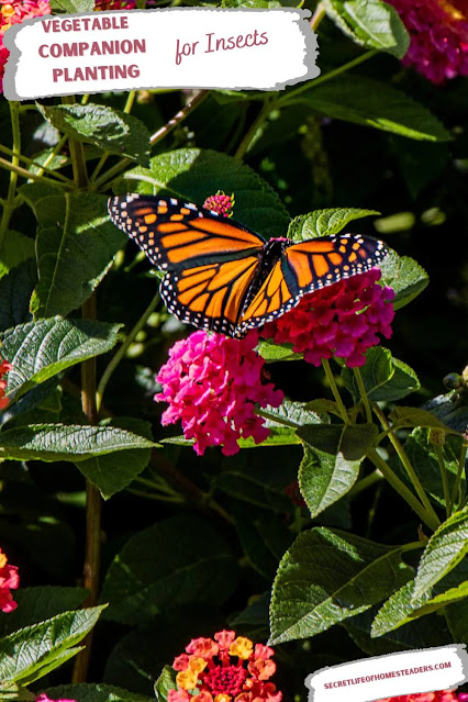 Wonderful Wednesday Blog Hop. Share NOW. #wwbh #wwbloghop #wonderfulwednesdaybloghop #eclecticredbarn