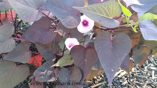 Blooming Sweet Potato Vines. Share NOW. #plants #bloomingplants #vines #eclecticredbarn