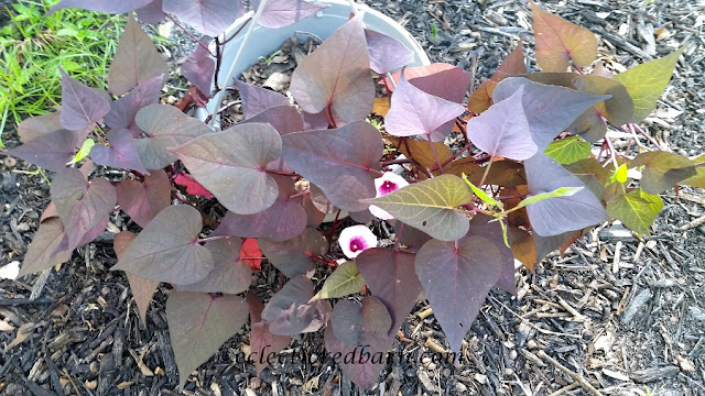 Blooming Sweet Potato Vines. Share NOW. #plants #bloomingplants #vines #eclecticredbarn