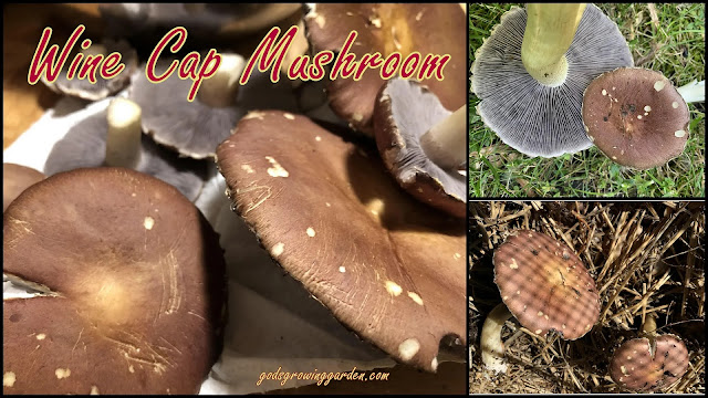 Thursday Favorite Things. Share NOW. #linkyparty. #TFT #thursdaayfavoritethings #eclecticredbarn