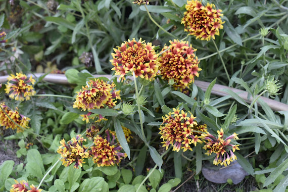 Thursday Favorite Things. Share NOW. #linkyparty. #TFT #thursdaayfavoritethings #eclecticredbarn