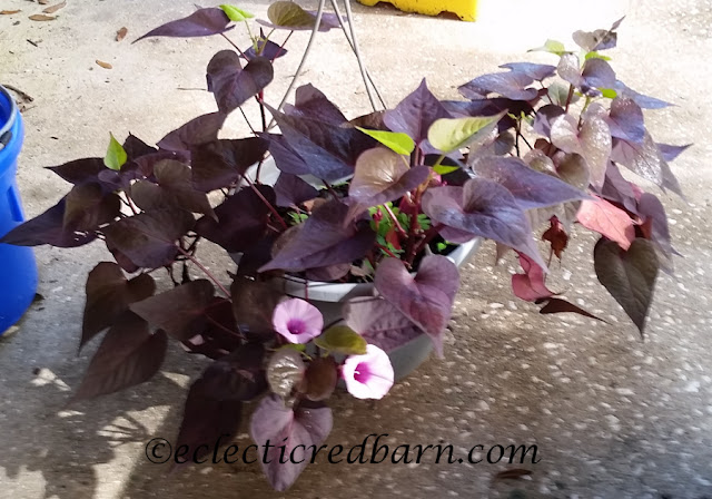 Blooming Sweet Potato Vines. Share NOW. #plants #bloomingplants #vines #eclecticredbarn