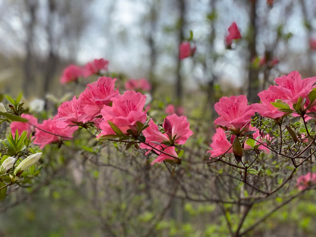 Thursday Favorite Things. Share NOW. #linkyparty. #TFT #thursdaayfavoritethings #eclecticredbarn