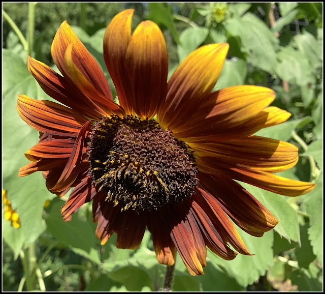 Thursday Favorite Things. Share NOW. #linkyparty. #TFT #thursdaayfavoritethings #eclecticredbarn