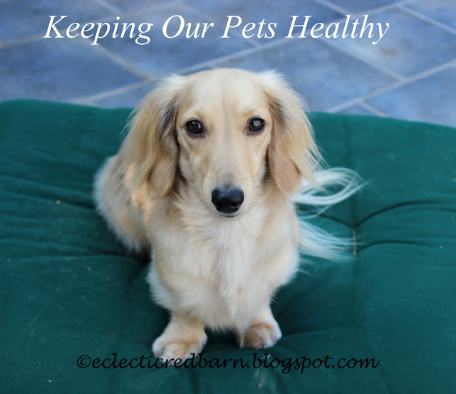 Eclectic Red Barn: Roddy