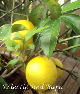 lemon tree with ripened lemons