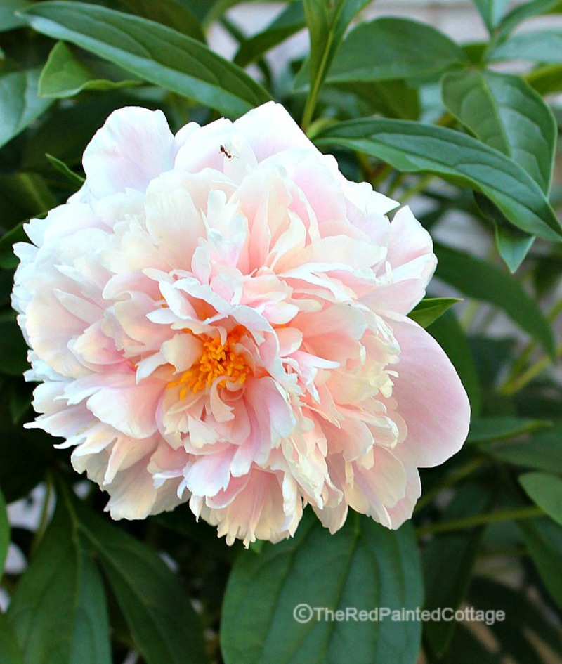 Happiness is Homemade Link Party 226. Share your DIY, recipe, home decor, gardening posts. BlueskyatHome.com #linkparty #happiessishomemade #linkparties 