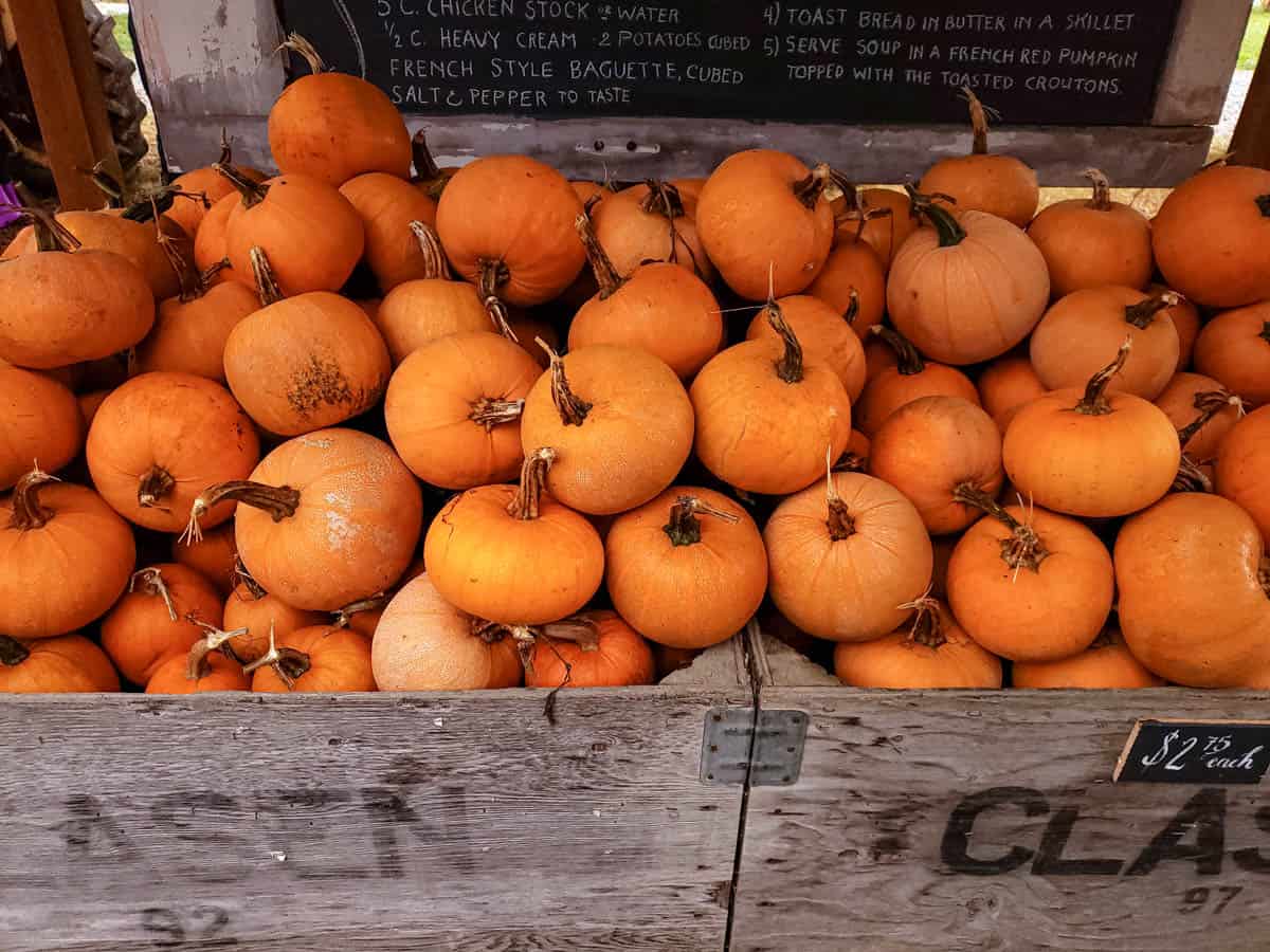 Large wooden bin of sugar pie and winter luxury pumpkins.
